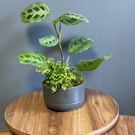 Inalens Airport Arnavutkoy